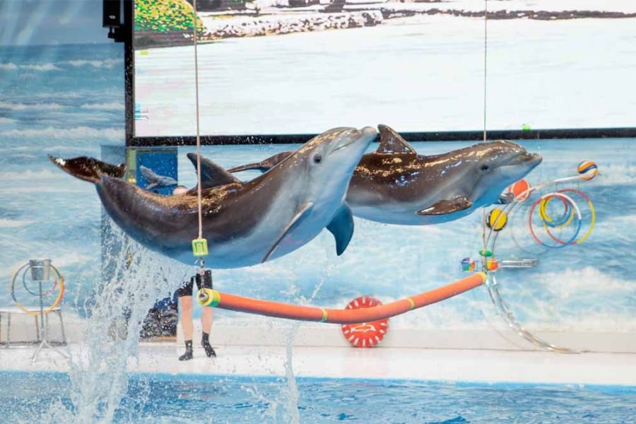 Dubai Dolphinarium Tickets