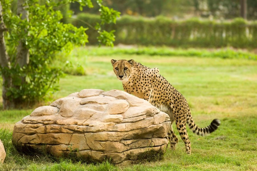 Dubai Safari Park Tickets