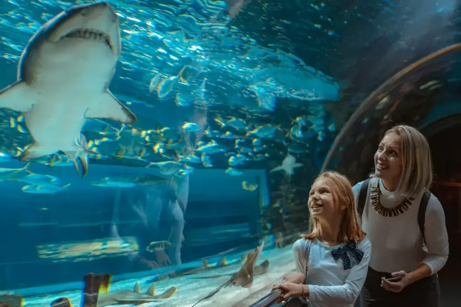 The National Aquarium Abu Dhabi Tickets